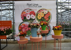 The new Flori Line / Seasonal mix of Florist Holland. They want to inspire the growers with these concepts and help them showing the trends and making seasonal offered mixes. Also they want to inspire the consumer with this new concept to show them that there are a lot more possibillities with the gerbera.